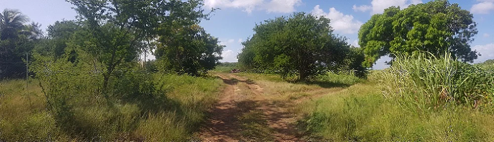 jardin Créole en Guadeloupe