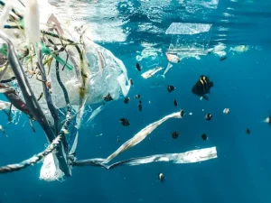 Pollution des eaux en Guadeloupe